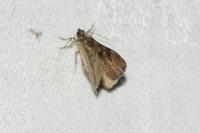 Catarhoe rubidata