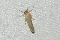 Manulea complana