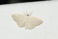 Scopula immutata