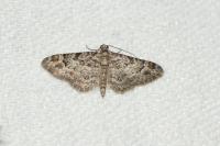 Gymnoscelis rufifasciata