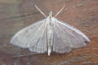 Anania fuscalis