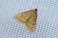 Ostrinia nubilalis