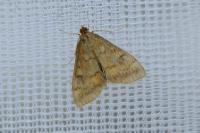 Ostrinia nubilalis