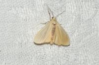 Katha depressa