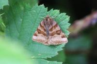 Euclidia glyphica