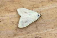 Sitochroa palealis