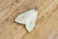 Sitochroa palealis