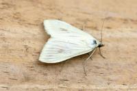 Sitochroa palealis