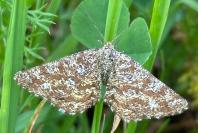 Ematurga atomaria