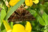 Euclidia glyphica