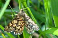 Chiasmia clathrata