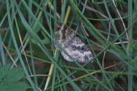 Epirrhoe alternata