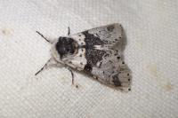 Furcula bicuspis