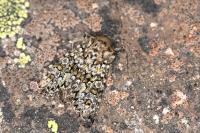 Hadena tephroleuca