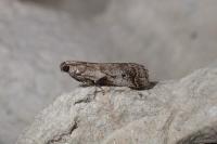 Acrobasis glaucella/fallouella