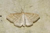 Idaea macilentaria