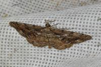 Peribatodes secundaria secundaria