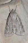 Acronicta psi