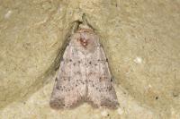Hoplodrina respersa