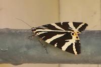 Euplagia quadripunctaria