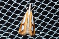 Catoptria pinella