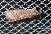 Assara conicolella