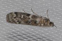 Dioryctria abietella