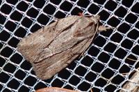 Bryophila raptricula