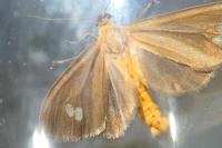 Dysauxes ancilla