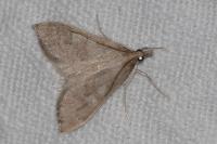 Mecyna asinalis