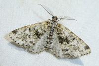Fagivorina arenaria