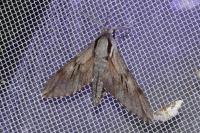 Hyloicus pinastri/maurorum