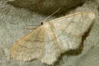 Idaea subsericeata