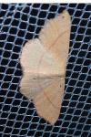 Cyclophora