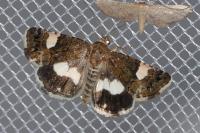 Tyta luctuosa