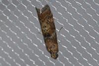 Phycita roborella