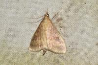 Ostrinia nubilalis