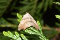 Laspeyria flexula