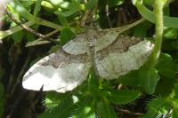 Xanthorhoe decoloraria
