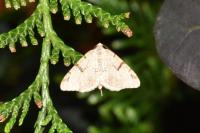 Macaria wauaria