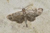 Pasiphila rectangulata