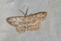 Hypomecis punctinalis