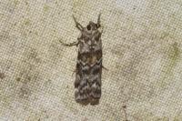 Dioryctria