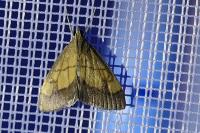 Evergestis limbata