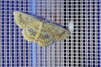 Cyclophora annularia