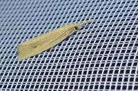 Chilo phragmitellus
