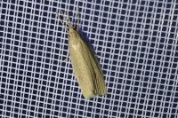 Chilo phragmitellus