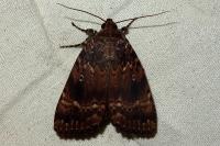 Amphipyra pyramidea