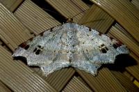 Macaria alternata