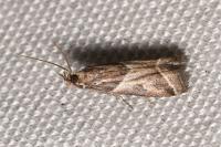 Nyctegretis lineana